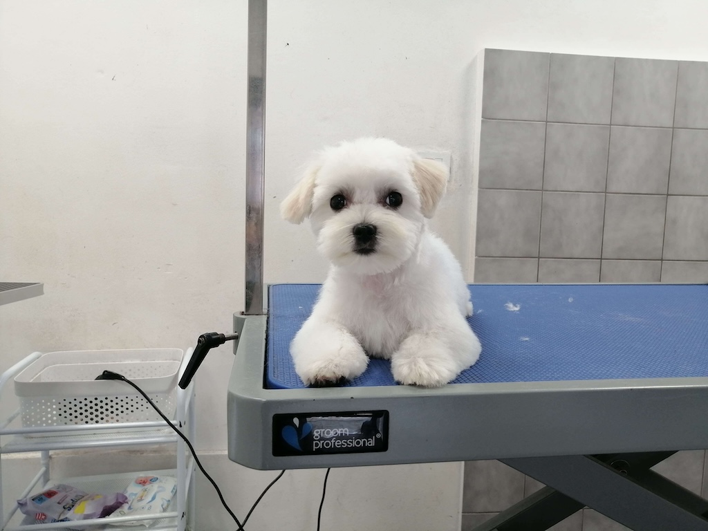dog