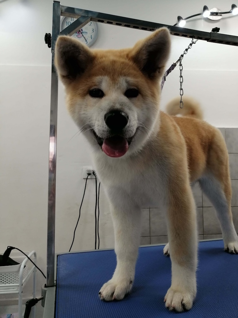dog